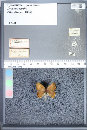 Media type: image;   Entomology 66316